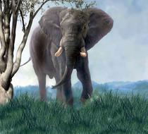 art painting elephant nature