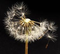 scattered dandelion on a black background