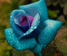 blue Colored Rose with Water drops