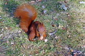 brown squirrel on the forest floor