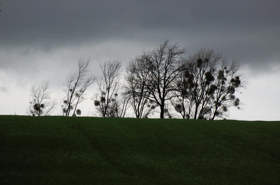 trees bent by the winds