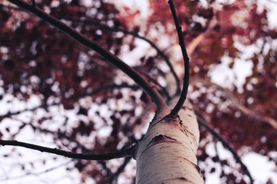 Tree Trunk Blooming