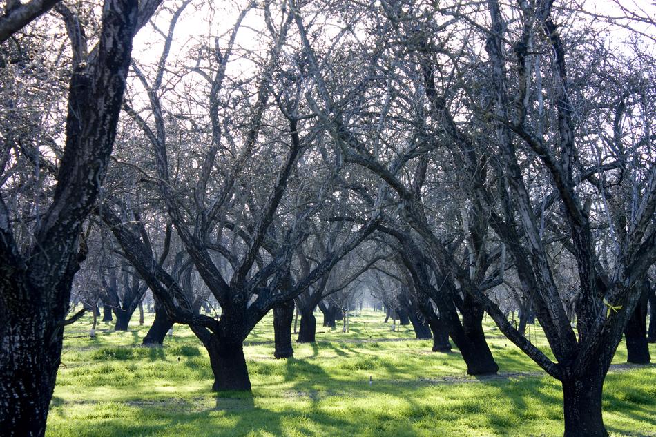 beautiful trees in the park