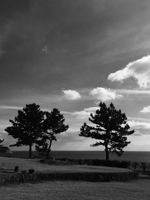 wide trees on seaside, South Korea, Jeju Island, Seogwipo