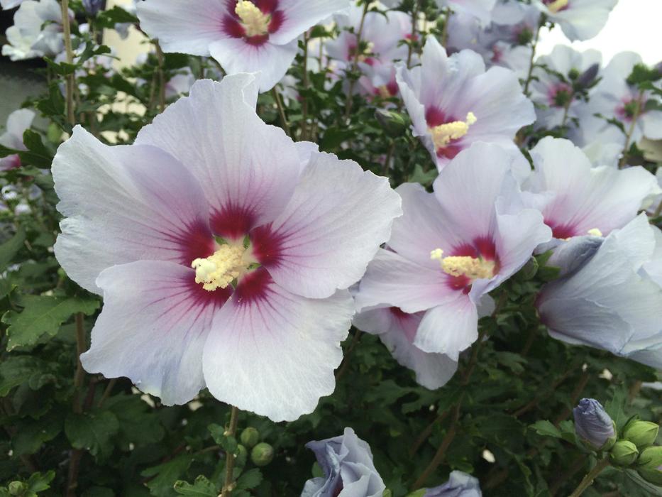 Althaea Rosea White Red Purple