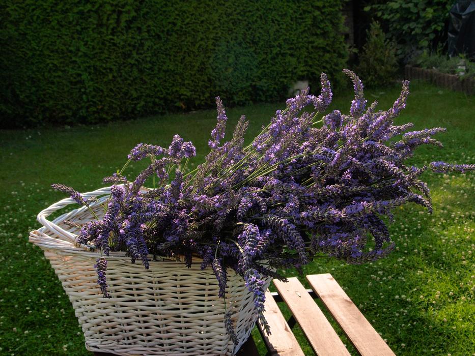 Lavender Blossom Bloom