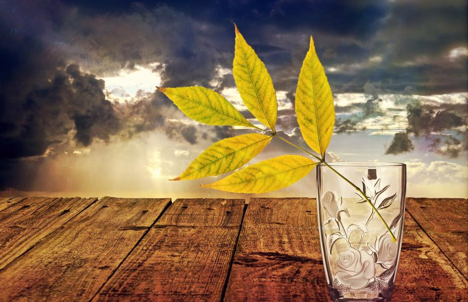 Still Life, yellow leaves in Glass Vase