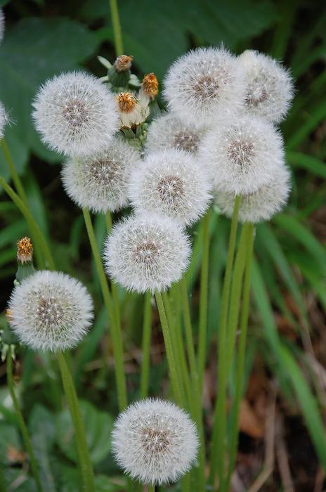 Dandelion Blossom Bloom Pointed