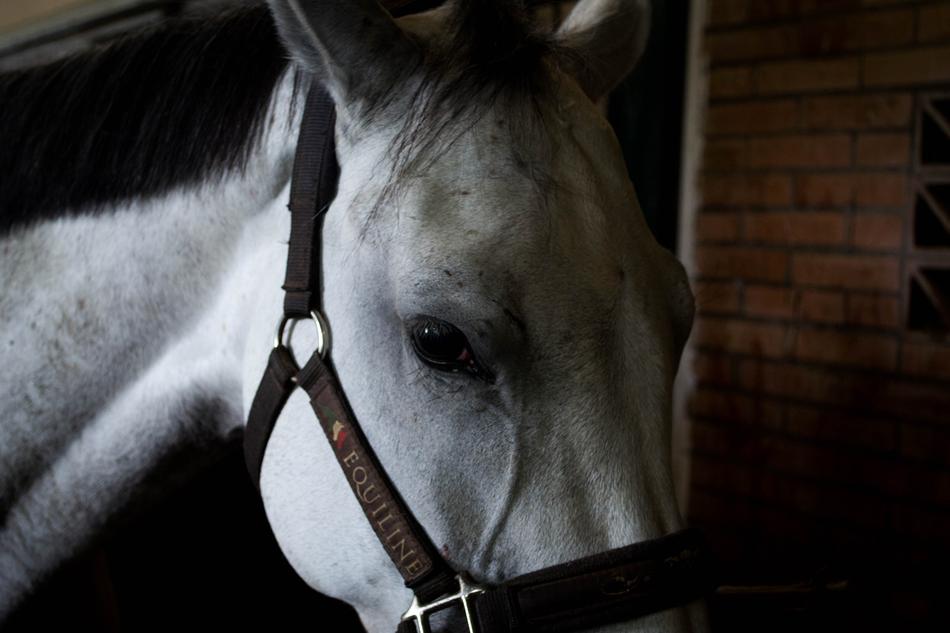 face of a white horse in a bridle
