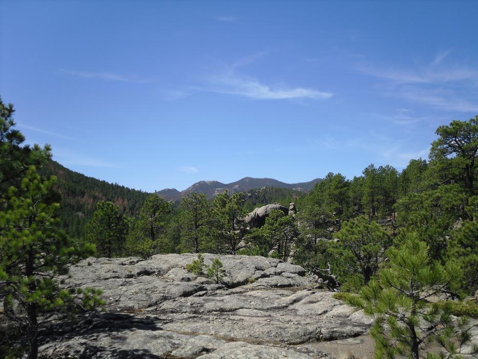 rock overgrown with trees