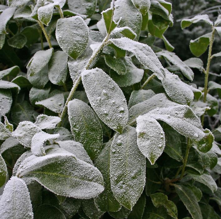 Winter Hoarfrost Iced