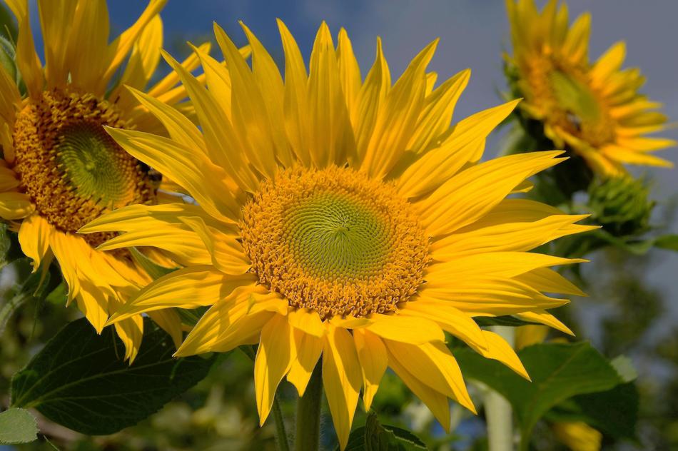 Sunflower Yellow The Shining