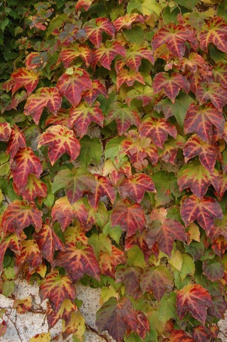 Fall Leaves Autumn