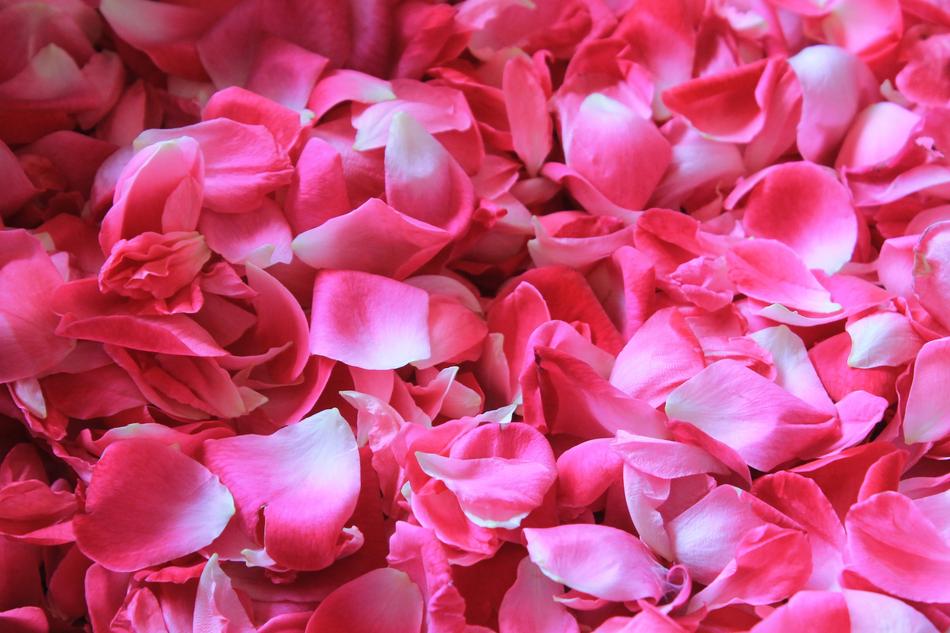 Rose Petals Flower