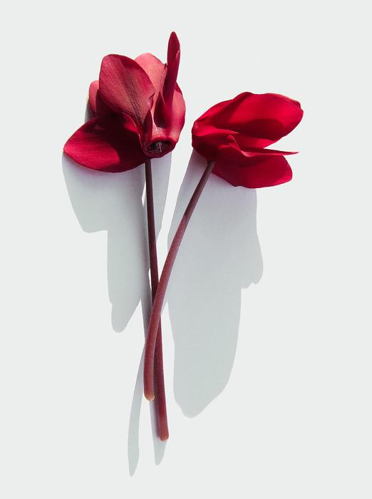Flower Cyclamen Blade