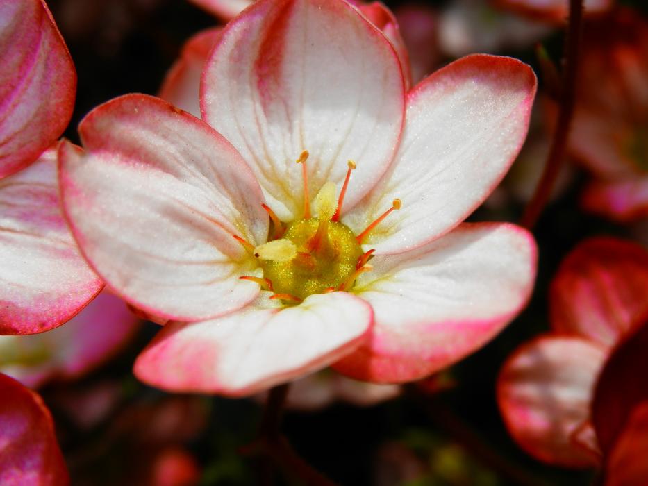 Flower Red Petals