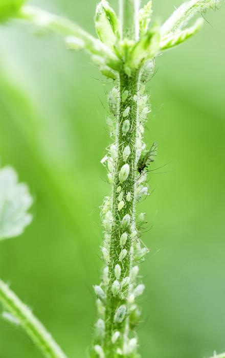 flower stalk with a beetle