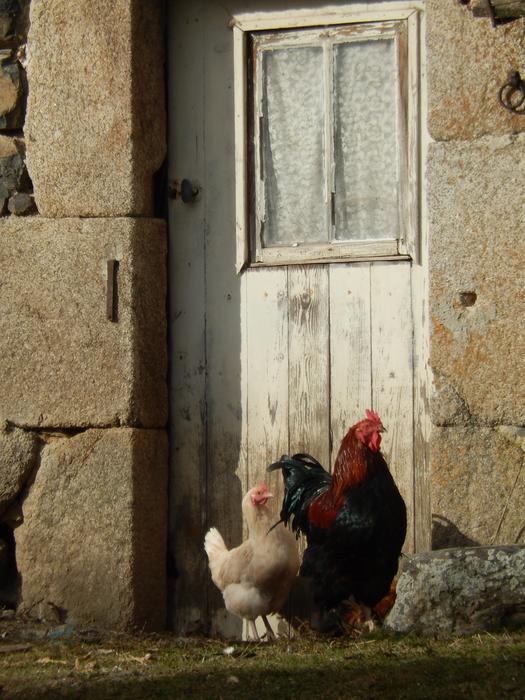 Field Hen Cock