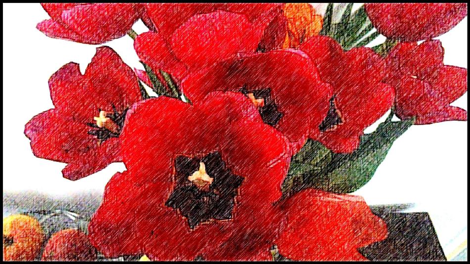amarillis red flowers