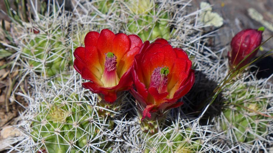 prickly Cactus in Bloom, usa, Colorado
