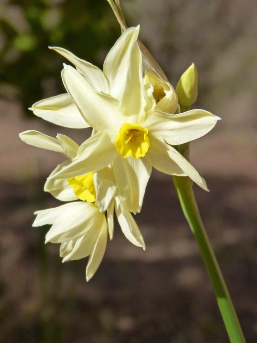 Daffodil Flowers in garden