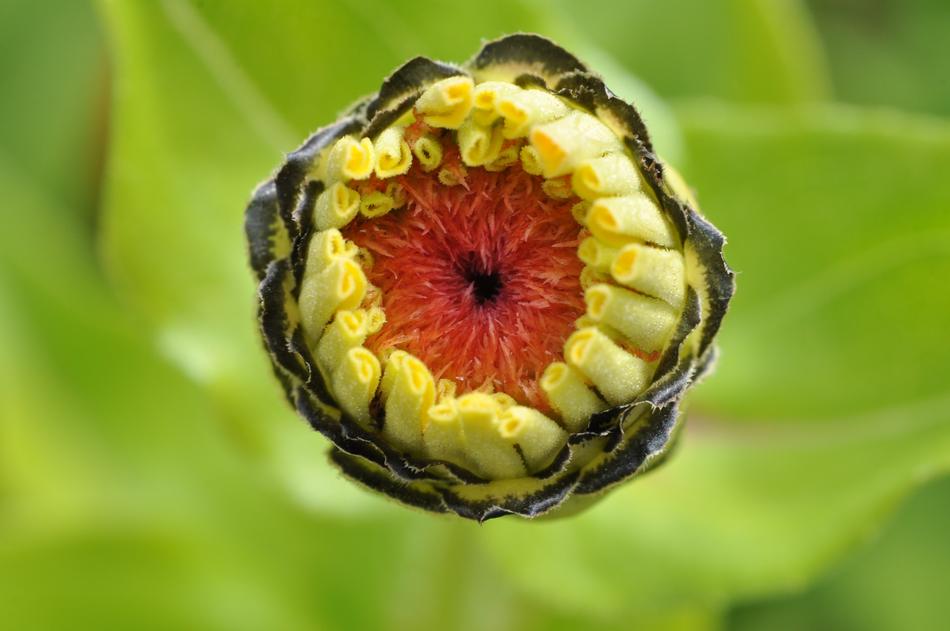 Bud Blossom Bloom