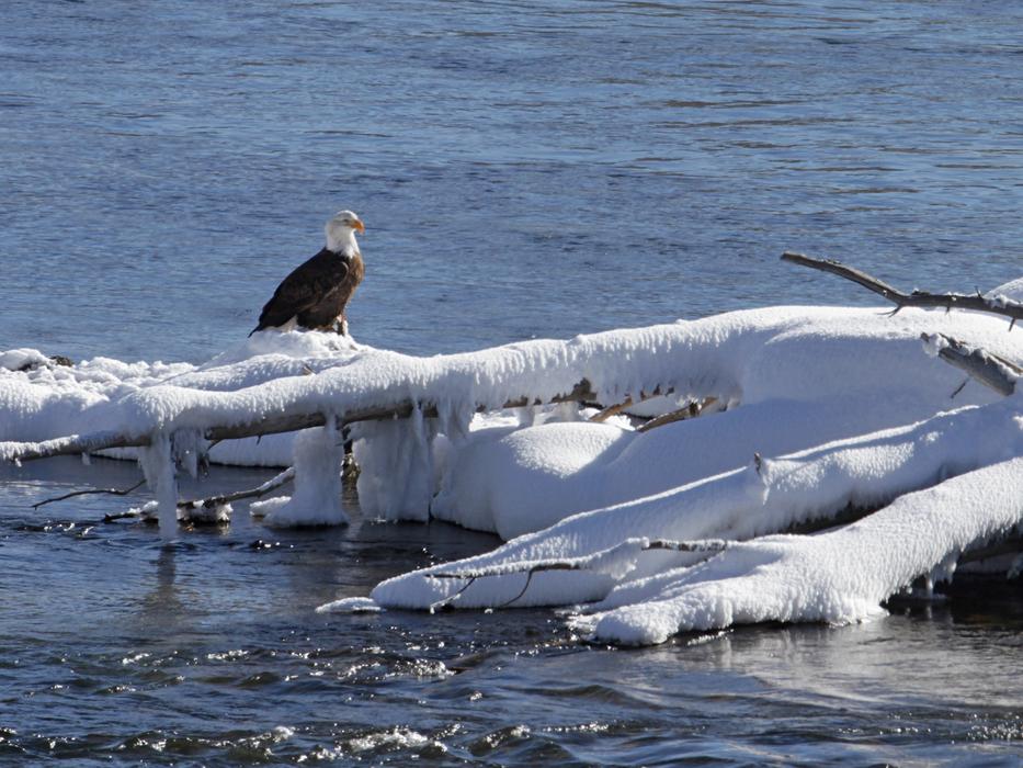 Bald Eagle sits on dry branch covered with white snow above water