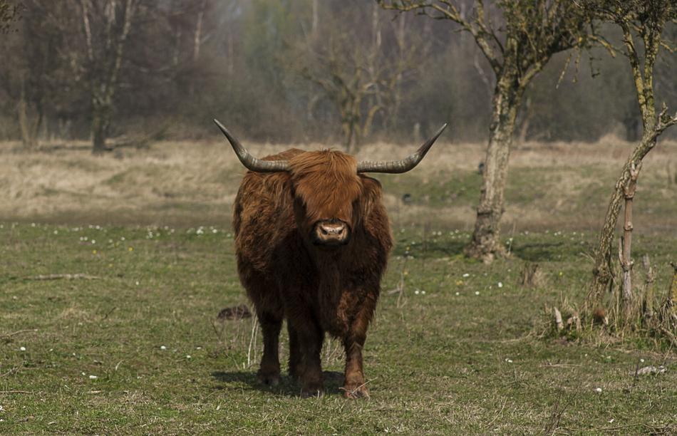 Nature Animals Beef Scottish