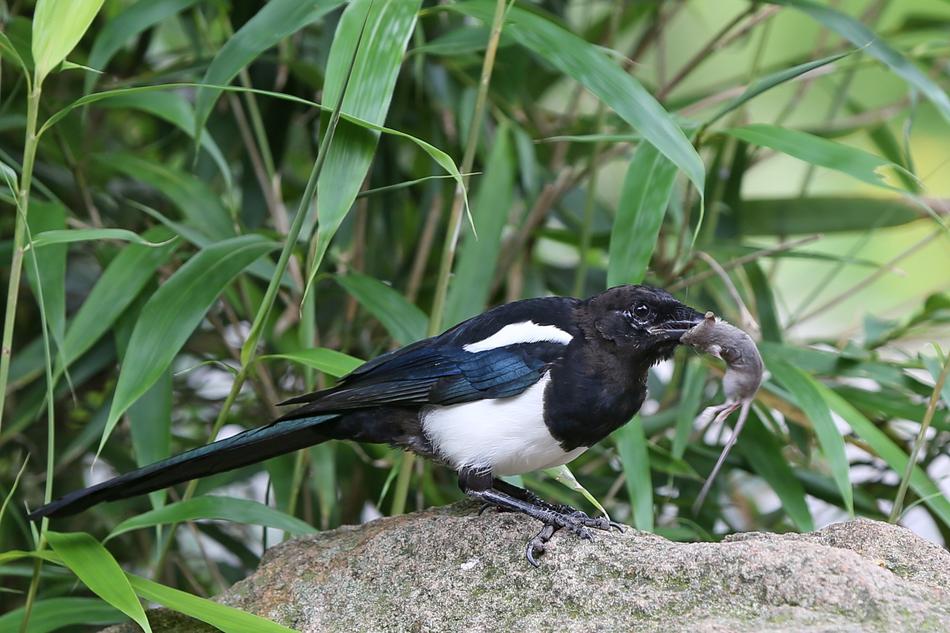 magpie with prey on ground