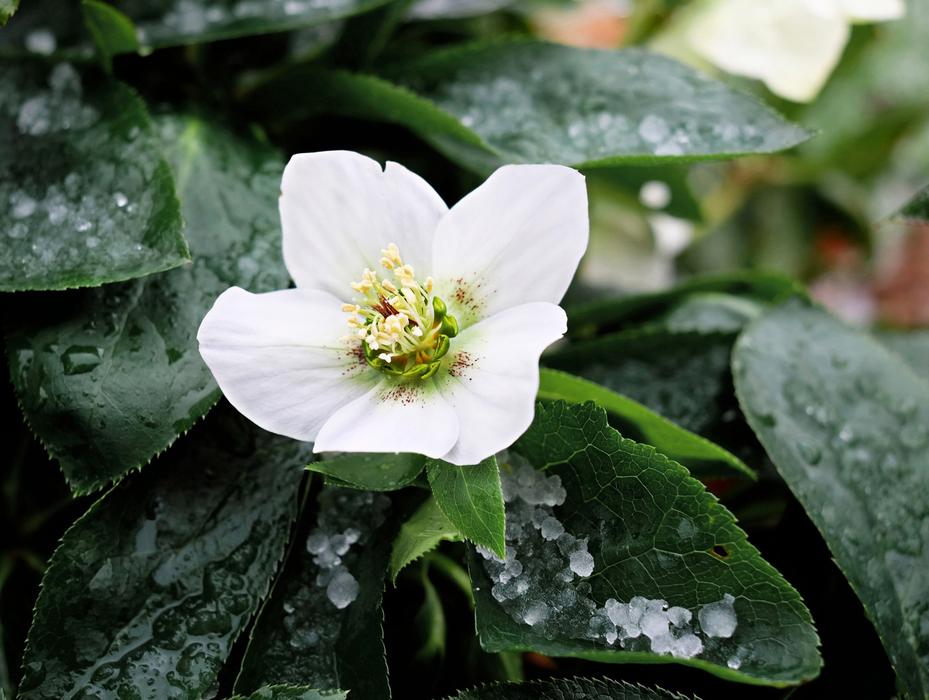 Christmas Rose Blossom Bloom