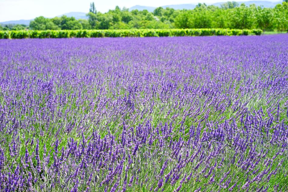Lavender Flowers Purple