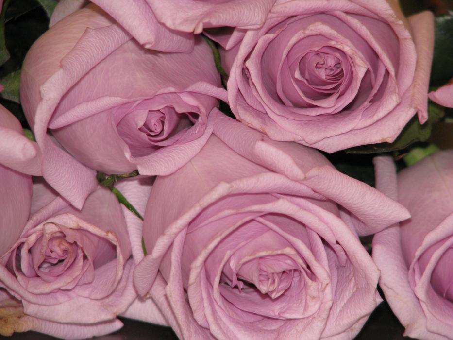 Purple Rose Flower