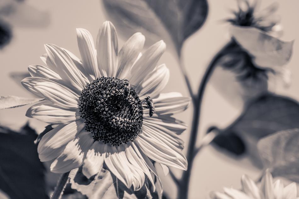 Sunflower Helianthus Annuus