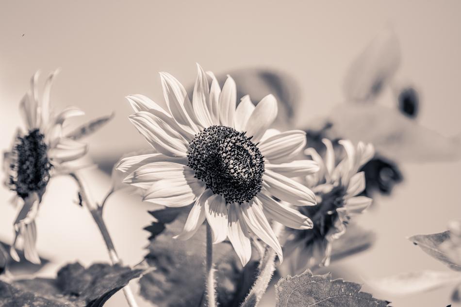 Sunflower Helianthus Annuus