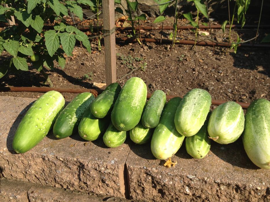 Cucumber Harvest Garden