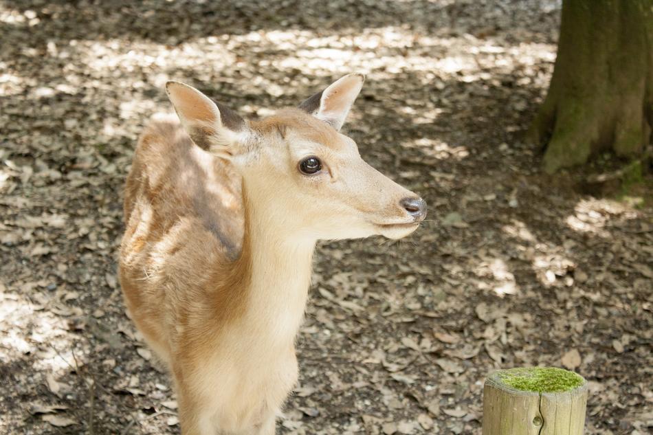 Cute little fawn in the woods