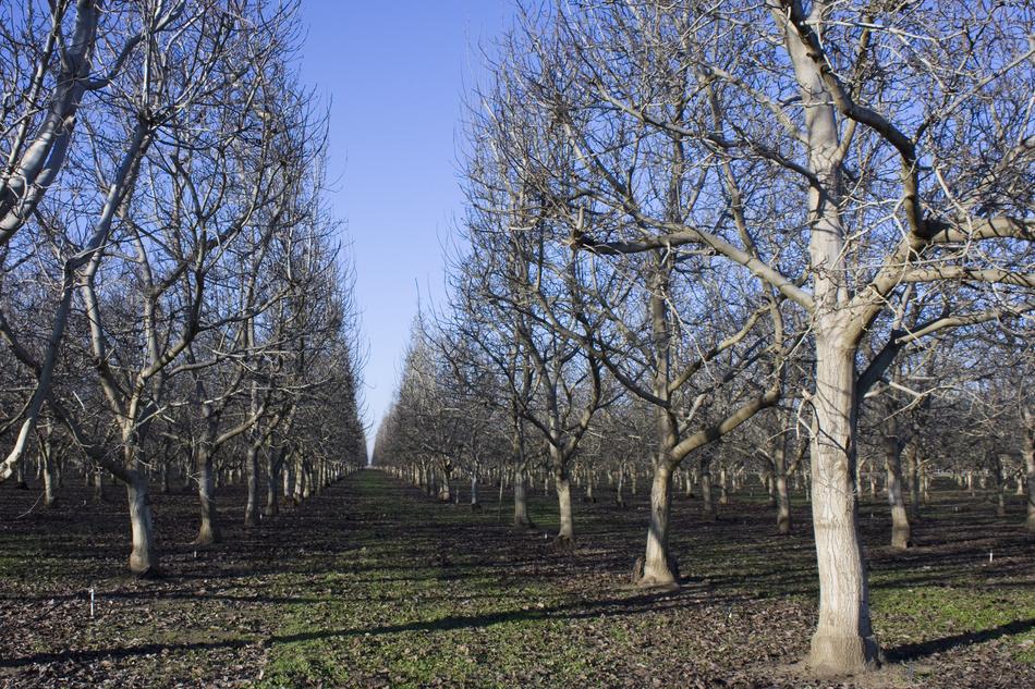 bare fruit trees in Orchard