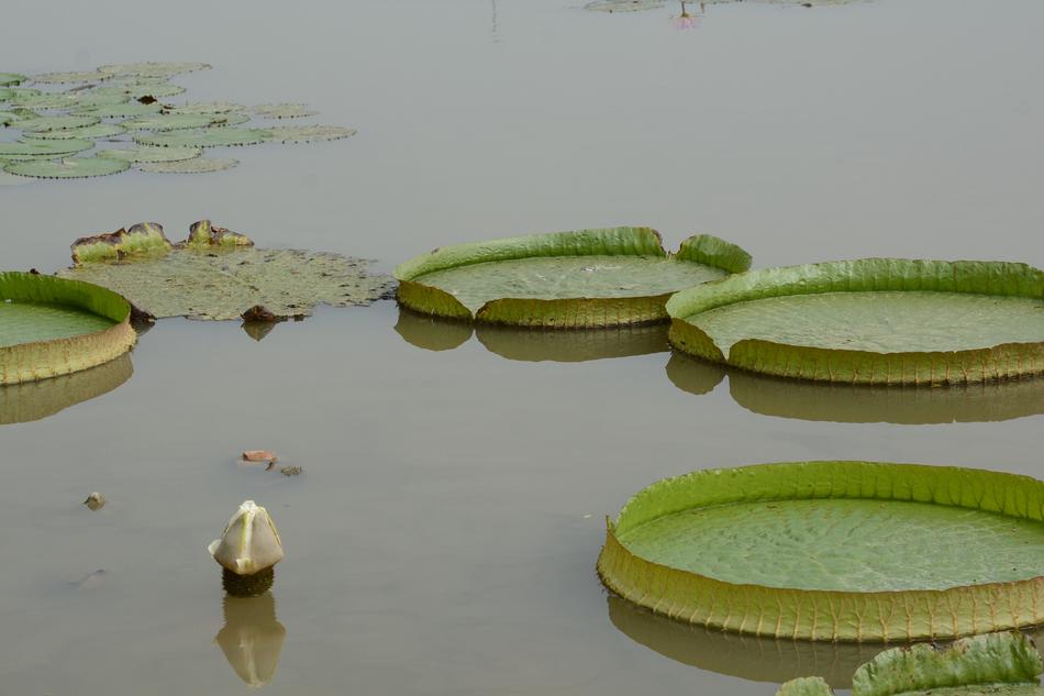 green lilies in the pond