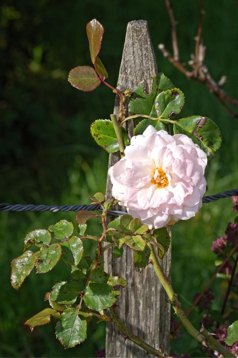 Rose Bloom Fence Post