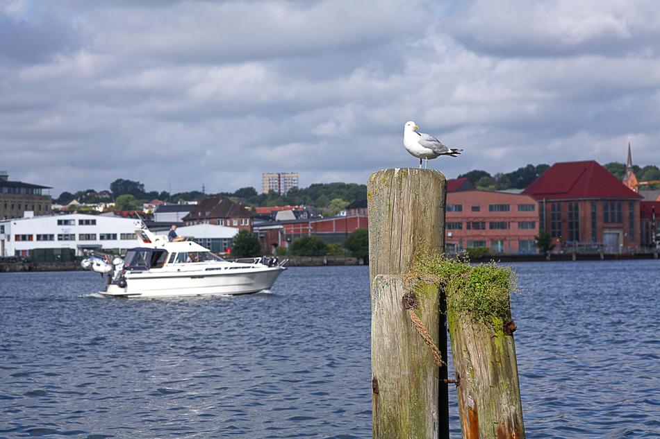 Seagull Bollard Maritime