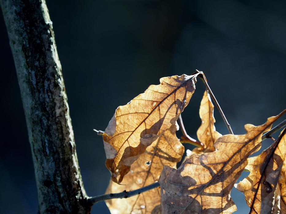 brown dry oak Leaves on branch, Backlighting