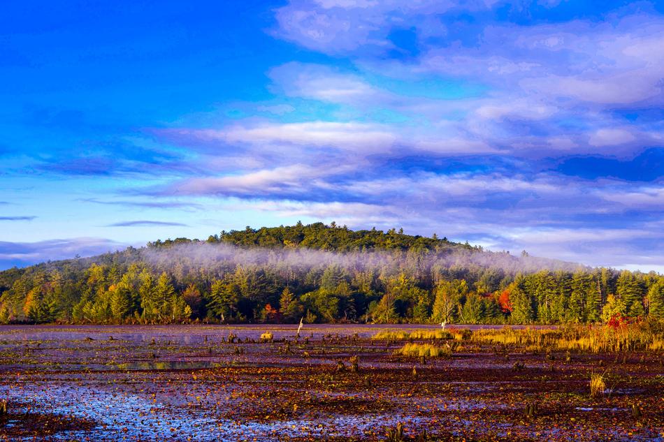 marshland in front of forest, scenic autumn landscape