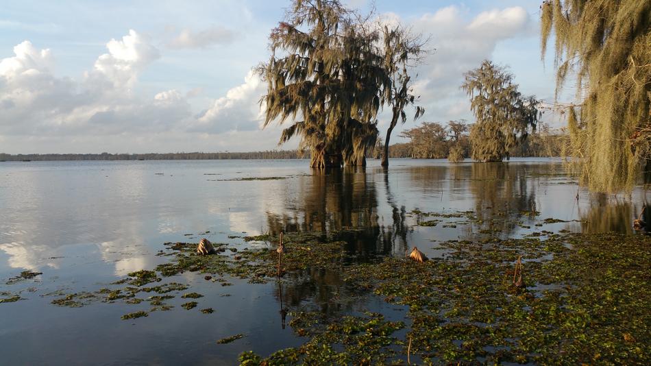green moss on the lake