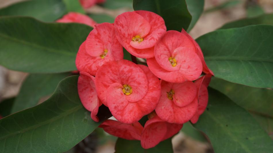 red flowers on a stem in the garden