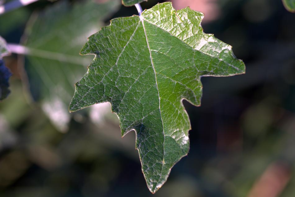 Leaf Green Foliage