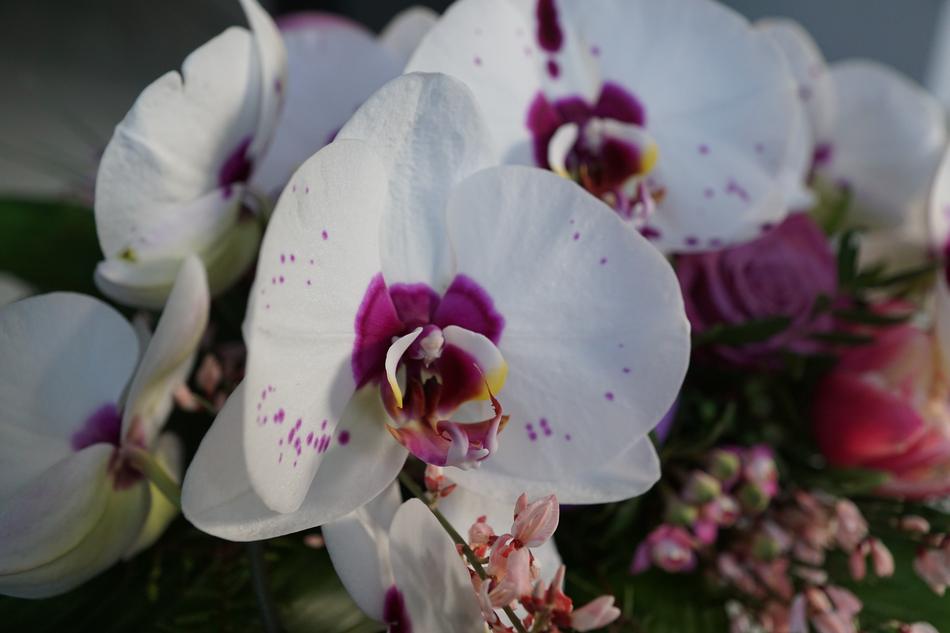 Flowers Strauss Orchid