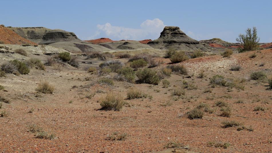 desert with plants