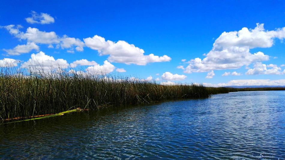 reed thickets on titikaka Lake shore, peru