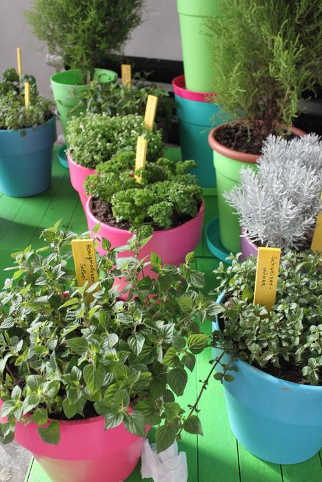 kitchen Herbs in colorful Pots, Healthy food