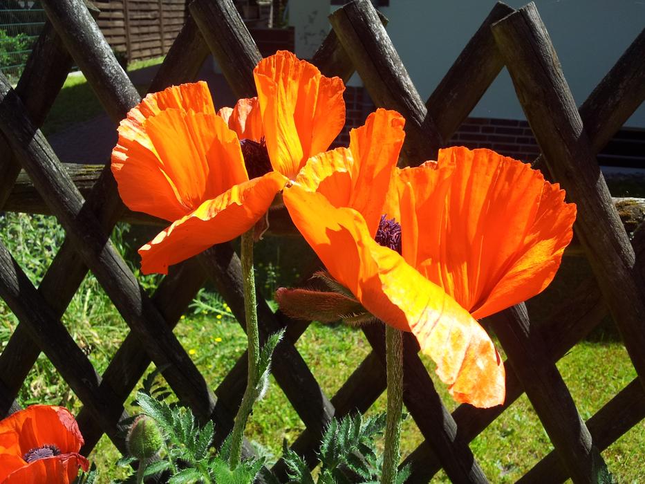 Poppy Klatschmohn Flower